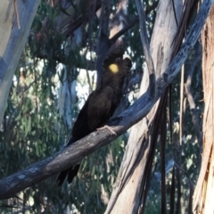 Zanda funerea (Yellow-tailed Black-Cockatoo) at Cotter River, ACT - 14 Apr 2024 by RAllen