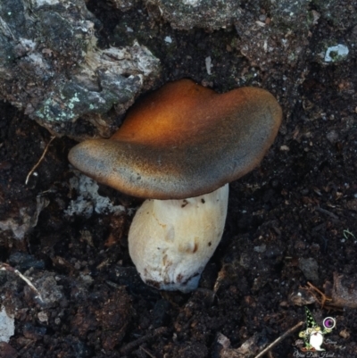 Unidentified Fungus at Bodalla, NSW - 15 Apr 2024 by Teresa