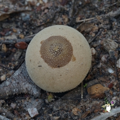 Unidentified Simple spore sac, with an apical hole [puffballs] at Bodalla, NSW - 15 Apr 2024 by Teresa