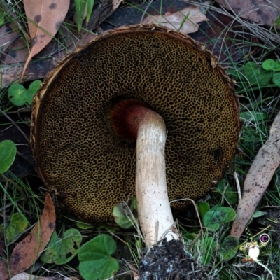 Unidentified Bolete - Fleshy texture, stem central (more-or-less) at Bodalla, NSW - 15 Apr 2024 by Teresa