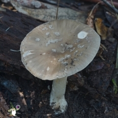 Unidentified Cap on a stem; gills below cap [mushrooms or mushroom-like] at Bodalla, NSW - 15 Apr 2024 by Teresa