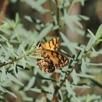 Oreixenica lathoniella (Silver Xenica) at Namadgi National Park - 28 Feb 2024 by RAllen