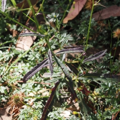 Senecio prenanthoides (Common Forest Fireweed) at Namadgi National Park - 27 Feb 2024 by RAllen