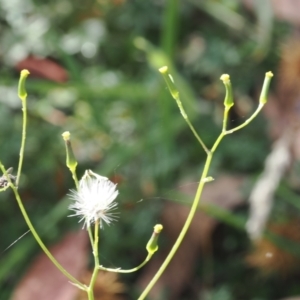 Senecio prenanthoides at Namadgi National Park - 28 Feb 2024