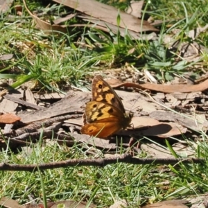 Heteronympha penelope at Namadgi National Park - 28 Feb 2024