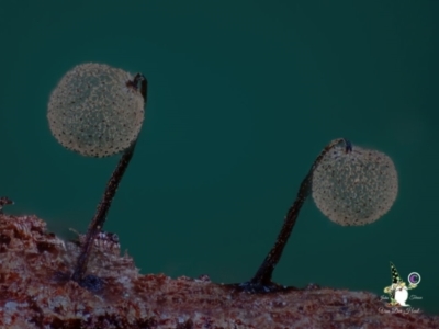 Cribraria sp. (genus) (Slime mould) at Bodalla State Forest - 15 Apr 2024 by Teresa
