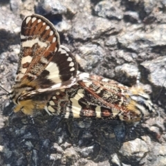 Apina callisto (Pasture Day Moth) at Gossan Hill - 15 Apr 2024 by melanoxylon