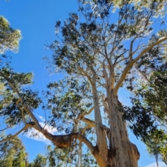 Eucalyptus globulus subsp. maidenii (Maiden's Gum, Blue Gum) at Ainslie, ACT - 15 Apr 2024 by Steve818