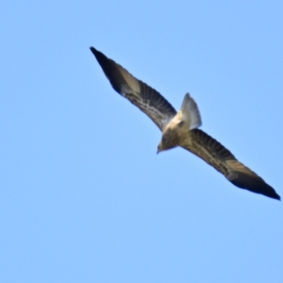 Haliastur sphenurus (Whistling Kite) at Jerrabomberra Wetlands - 15 Apr 2024 by Thurstan