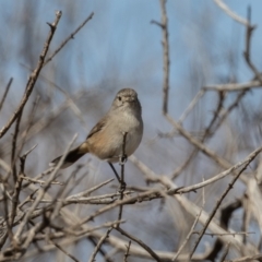 Pyrrholaemus brunneus (Redthroat) at Broken Hill, NSW - 3 Apr 2024 by rawshorty