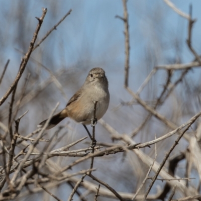 Pyrrholaemus brunneus (Redthroat) at Broken Hill, NSW - 3 Apr 2024 by rawshorty