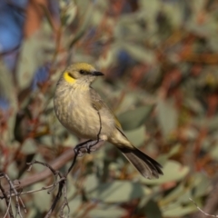 Ptilotula plumula (Grey-fronted Honeyeater) at Broken Hill, NSW - 6 Apr 2024 by rawshorty