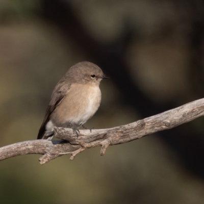 Microeca fascinans (Jacky Winter) at Broken Hill, NSW - 6 Apr 2024 by rawshorty