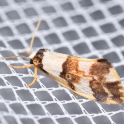 Philenora aspectalella (Little Mask Philenora) at QPRC LGA - 13 Apr 2024 by DianneClarke