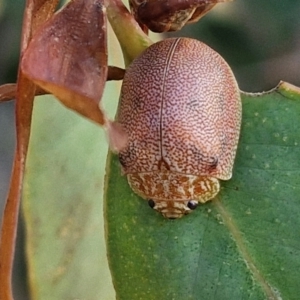 Paropsis atomaria at Oakey Hill - 15 Apr 2024