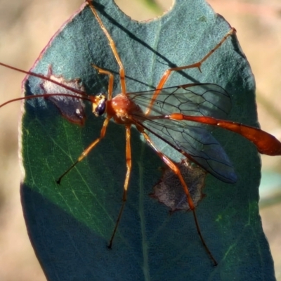Leptophion sp. (genus) (An Ophioninae Wasp) at Oakey Hill - 15 Apr 2024 by trevorpreston
