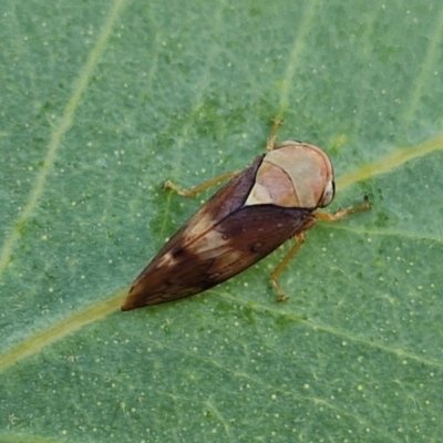 Brunotartessus fulvus (Yellow-headed Leafhopper) at Oakey Hill - 15 Apr 2024 by trevorpreston