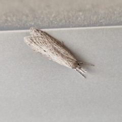 Phryganeutis cinerea (Chezala Group moth) at Phillip, ACT - 15 Apr 2024 by trevorpreston
