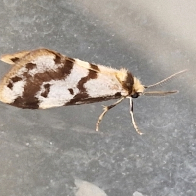 Anestia ombrophanes (Clouded Footman) at Holt, ACT - 15 Apr 2024 by trevorpreston