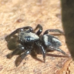 Salpesia sp. (genus) (Salpesia Jumping Spider) at Greenleigh, NSW - 15 Apr 2024 by Hejor1