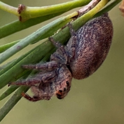 Unidentified Jumping or peacock spider (Salticidae) at Greenleigh, NSW - 15 Apr 2024 by Hejor1