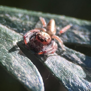 Opisthoncus nigrofemoratus at QPRC LGA - 15 Apr 2024