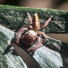 Opisthoncus nigrofemoratus at QPRC LGA - 15 Apr 2024