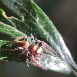 Opisthoncus nigrofemoratus at QPRC LGA - 15 Apr 2024