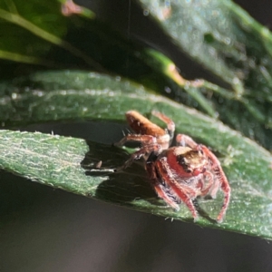 Opisthoncus nigrofemoratus at QPRC LGA - 15 Apr 2024