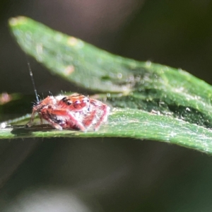 Opisthoncus nigrofemoratus at QPRC LGA - 15 Apr 2024