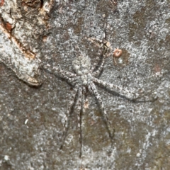 Tamopsis eucalypti (A two-tailed spider) at QPRC LGA - 15 Apr 2024 by Hejor1