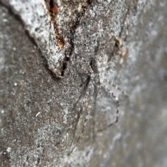 Tamopsis eucalypti at QPRC LGA - 15 Apr 2024