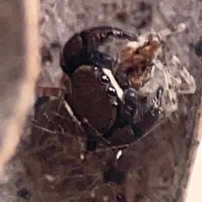 Simaethula sp. (genus) (A jumping spider) at QPRC LGA - 15 Apr 2024 by Hejor1