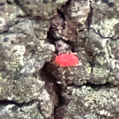 Trombidiidae (family) (Red velvet mite) at Greenleigh, NSW - 15 Apr 2024 by Hejor1