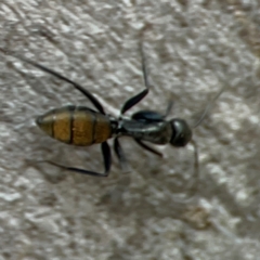 Camponotus aeneopilosus (A Golden-tailed sugar ant) at QPRC LGA - 15 Apr 2024 by Hejor1