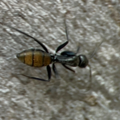 Camponotus aeneopilosus (A Golden-tailed sugar ant) at Greenleigh, NSW - 15 Apr 2024 by Hejor1