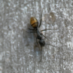 Camponotus aeneopilosus at QPRC LGA - 15 Apr 2024