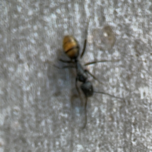 Camponotus aeneopilosus at QPRC LGA - 15 Apr 2024 12:59 PM