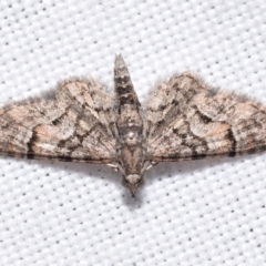 Chloroclystis metallospora (Geometer moth) at QPRC LGA - 15 Apr 2024 by DianneClarke