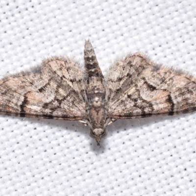 Chloroclystis metallospora (Geometer moth) at QPRC LGA - 15 Apr 2024 by DianneClarke