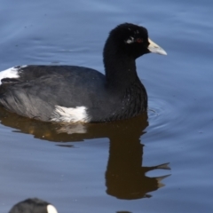 Fulica atra (Eurasian Coot) at QPRC LGA - 31 Mar 2024 by DianneClarke