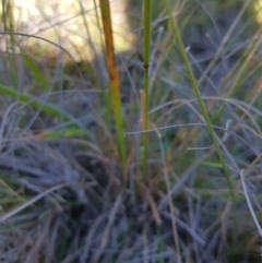 Dichelachne (genus) (Plume Grasses) at Mt Holland - 15 Apr 2024 by danswell