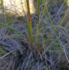 Dichelachne sp. (Plume Grasses) at Mt Holland - 15 Apr 2024 by danswell