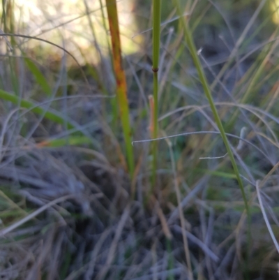 Dichelachne sp. (Plume Grasses) at Mt Holland - 15 Apr 2024 by danswell