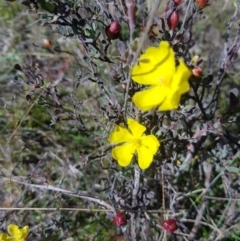 Hibbertia obtusifolia at Mt Holland - 15 Apr 2024 11:27 AM