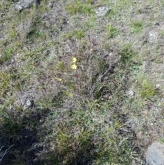 Hibbertia obtusifolia at Mt Holland - 15 Apr 2024 11:27 AM