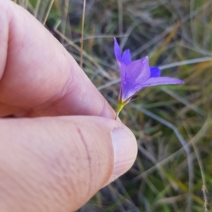 Wahlenbergia stricta subsp. stricta at Mt Holland - 15 Apr 2024 11:22 AM