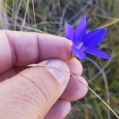 Wahlenbergia stricta subsp. stricta at Mt Holland - 15 Apr 2024 11:22 AM