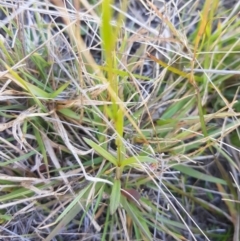 Wahlenbergia stricta subsp. stricta at Mt Holland - 15 Apr 2024