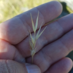 Rytidosperma sp. at Mt Holland - 15 Apr 2024